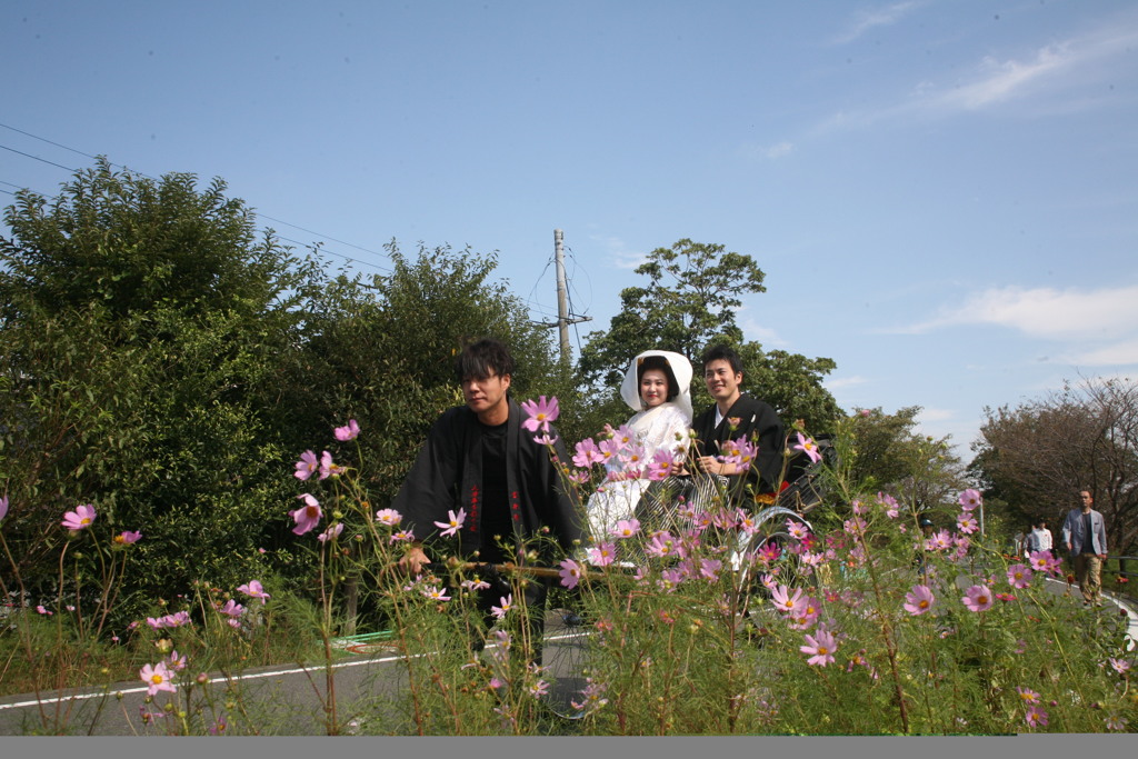 コスモスの中を