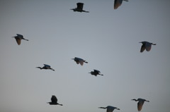 しらさぎがきたー