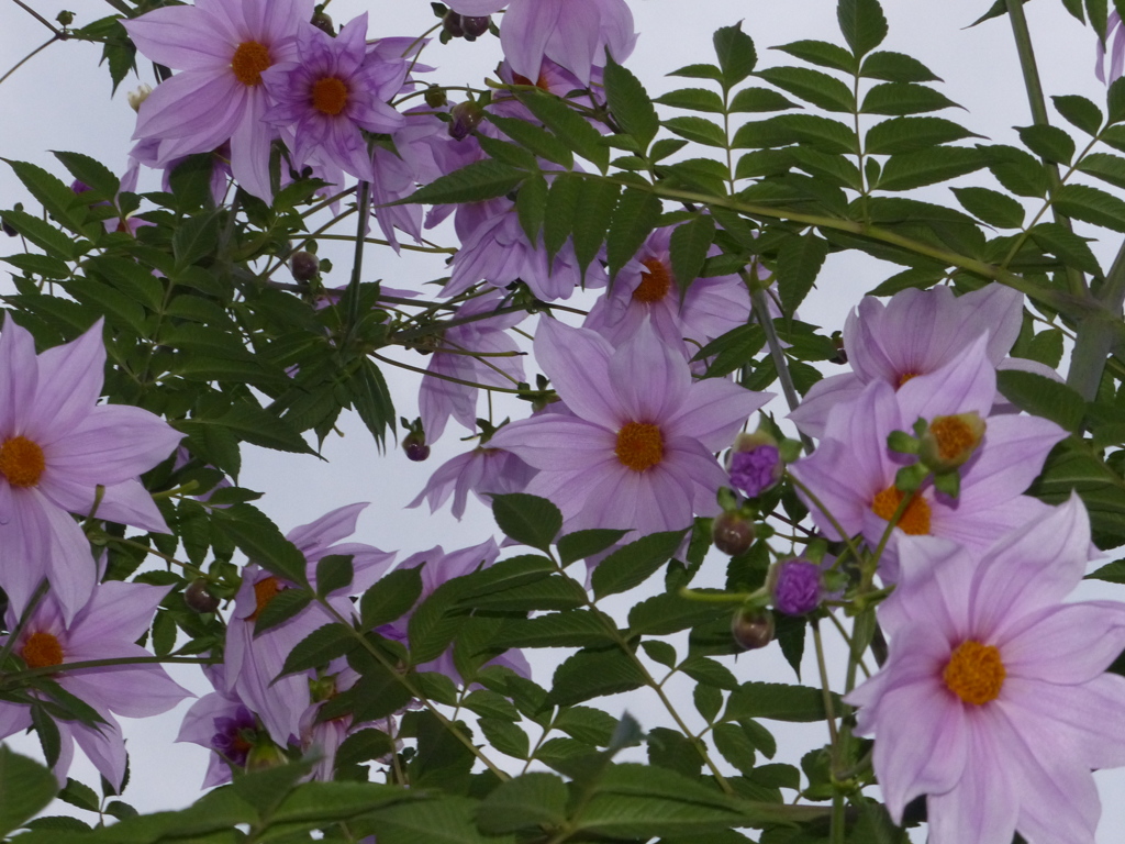 今日の雨で散りますね