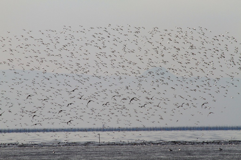 はやぶさがきたー