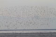 はやぶさがきたー