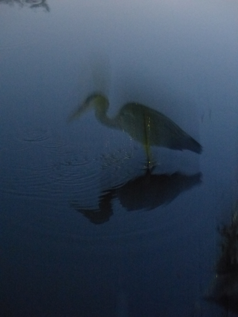さぎに会いました