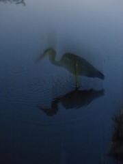 さぎに会いました