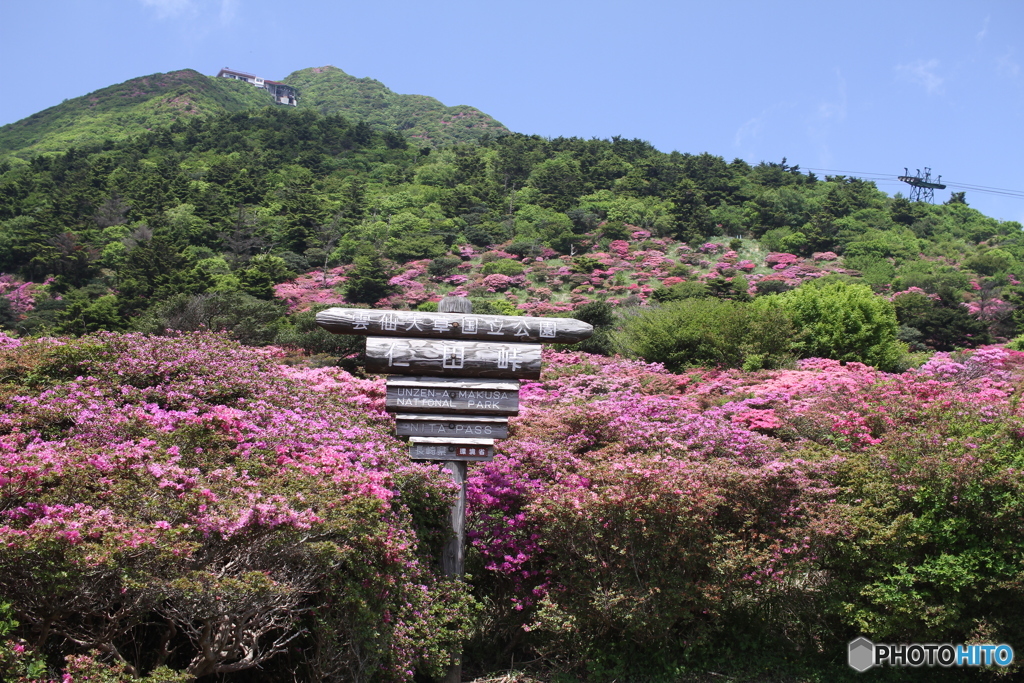 ミヤマキリシマ