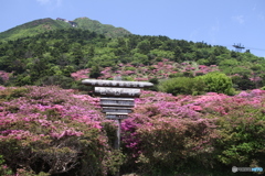 ミヤマキリシマ