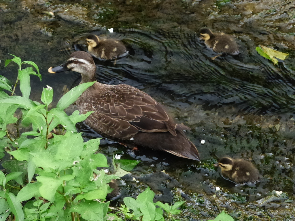 早く大きくなーれ