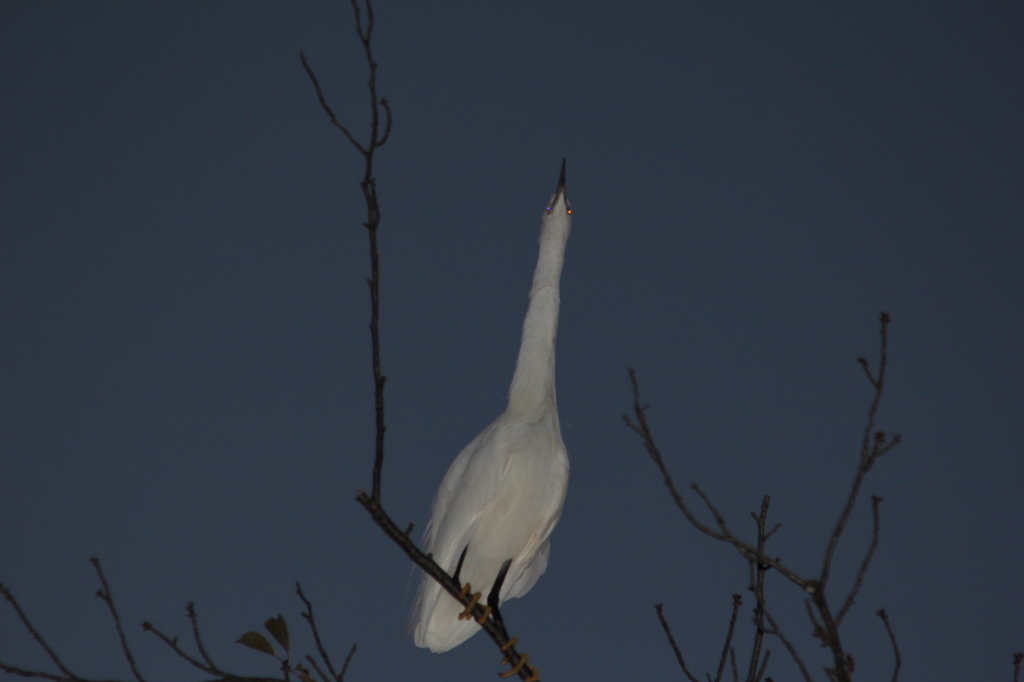 宇宙ステーション見える