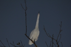 宇宙ステーション見える
