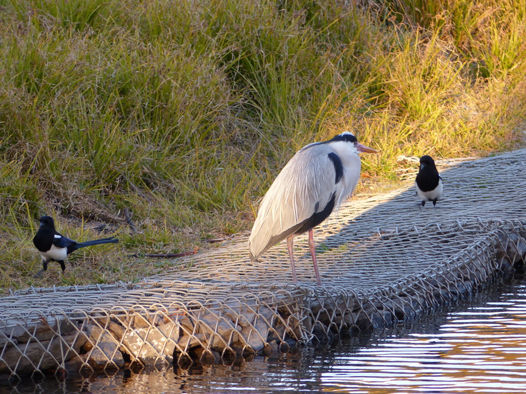 かささぎと、あおさぎ