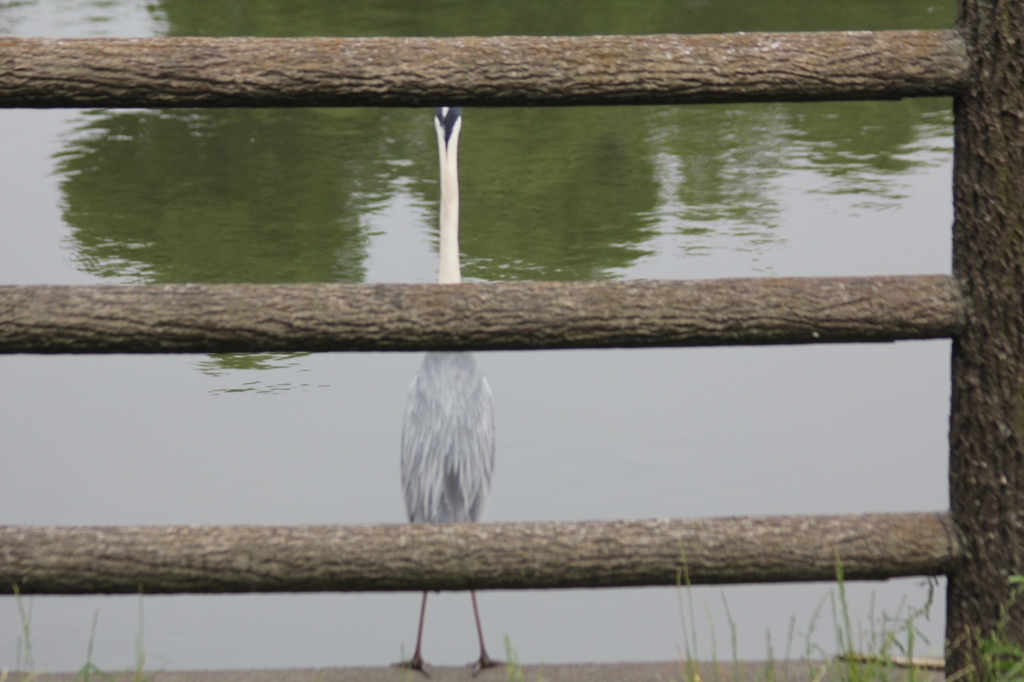 ぼくもうつして