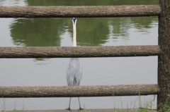 ぼくもうつして