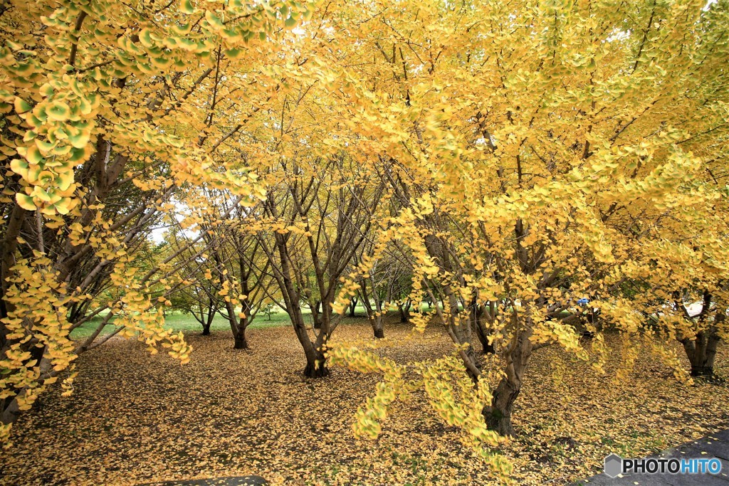 観光バスも来ますよ