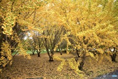 観光バスも来ますよ