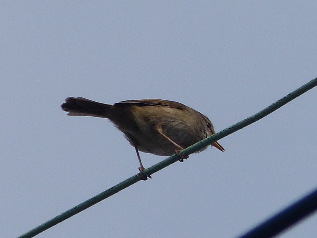 電線にはめったに