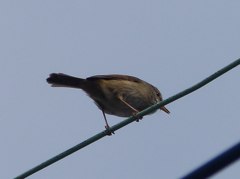 電線にはめったに