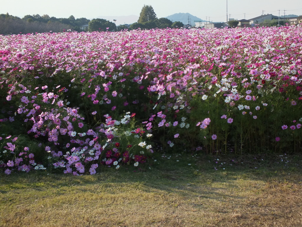 甘木キリンビール工場