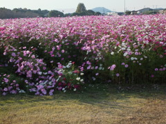 甘木キリンビール工場
