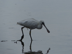 何食べようかな