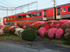 つつじが咲いた