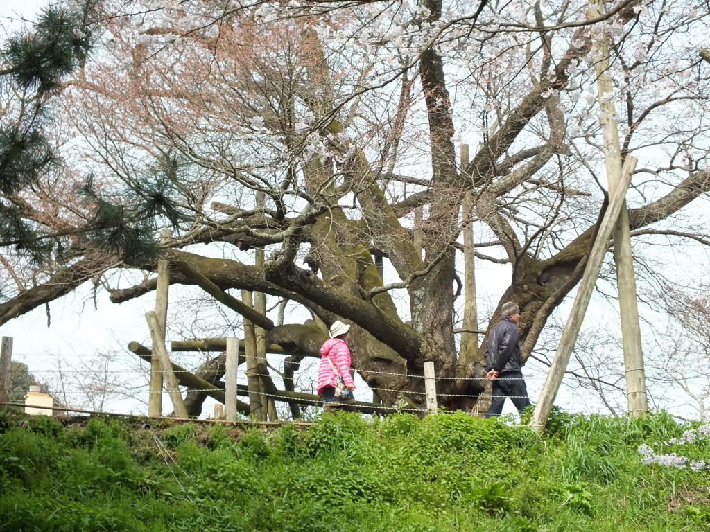 久留米の一本桜