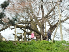 久留米の一本桜