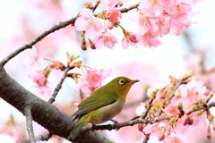 河津桜に
