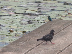 まるちゃん、あそぼー