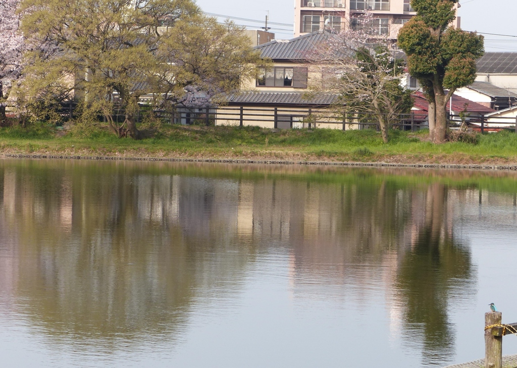 まるちゃんの花見
