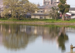 まるちゃんの花見