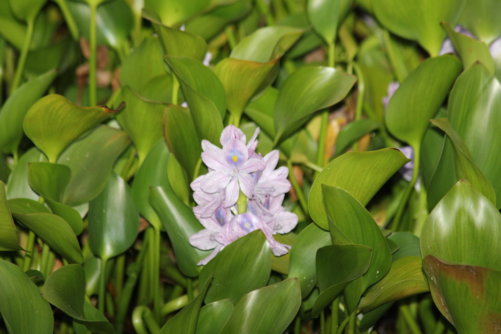 葉っぱが浮き袋