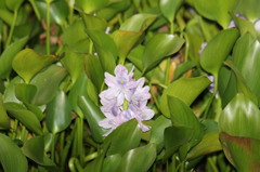 葉っぱが浮き袋