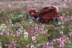 花に埋もれて