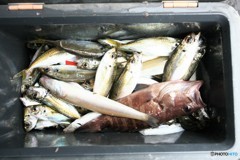 近所へおすそ分け