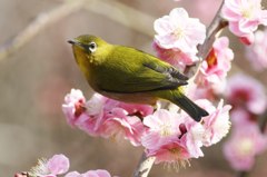 よかめじろ