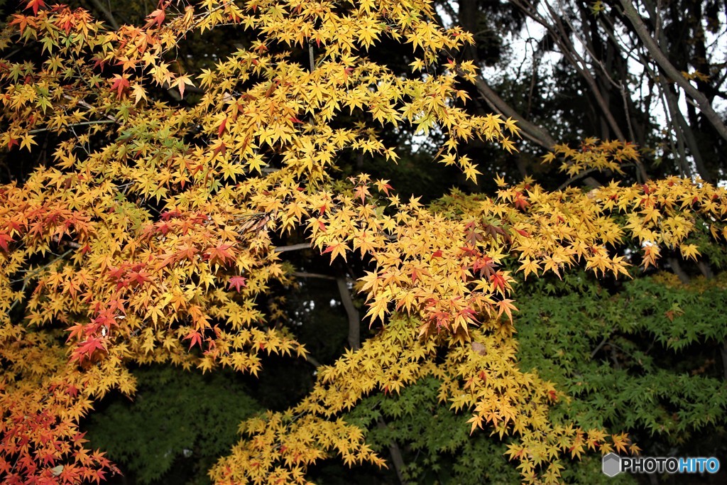 グラデーション