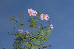 内蔵フラッシュで