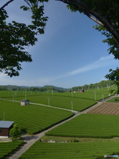 いいお茶出ますよ