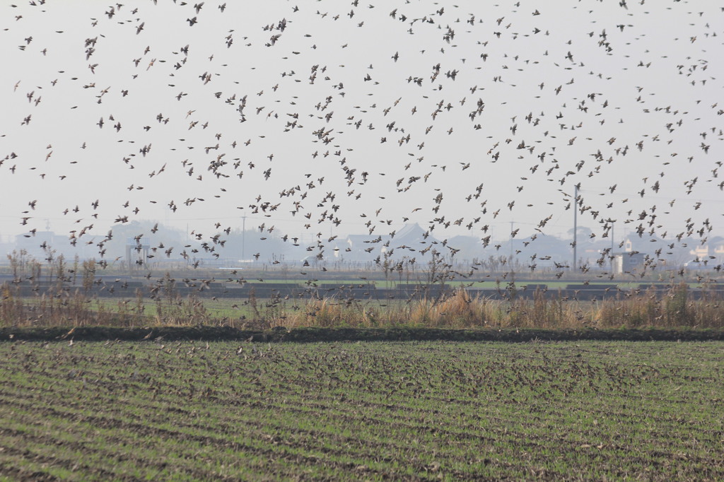 降りてはすぐ飛び立ちます