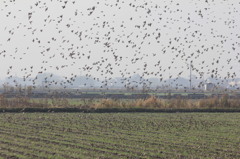 降りてはすぐ飛び立ちます