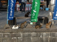ようこそ柳川へ