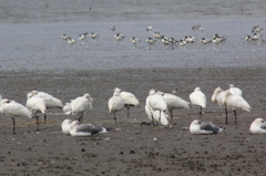今日のヘラサギ