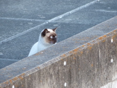 あおちゃん池の住人