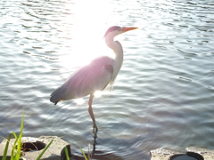 火の鳥　2