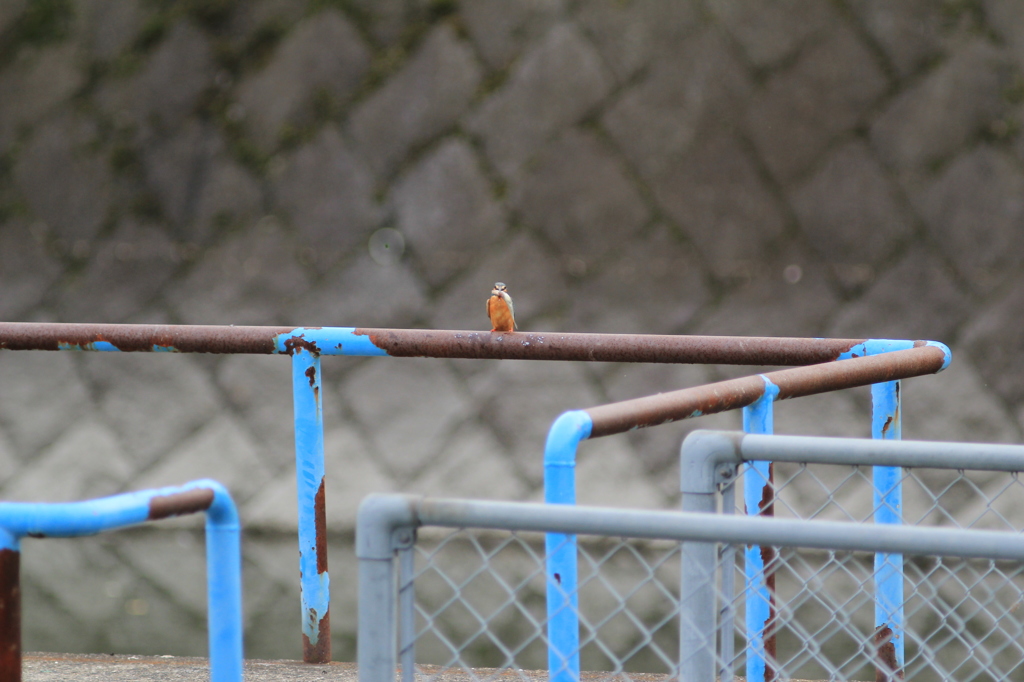 ちーさなかわせみ