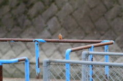 ちーさなかわせみ