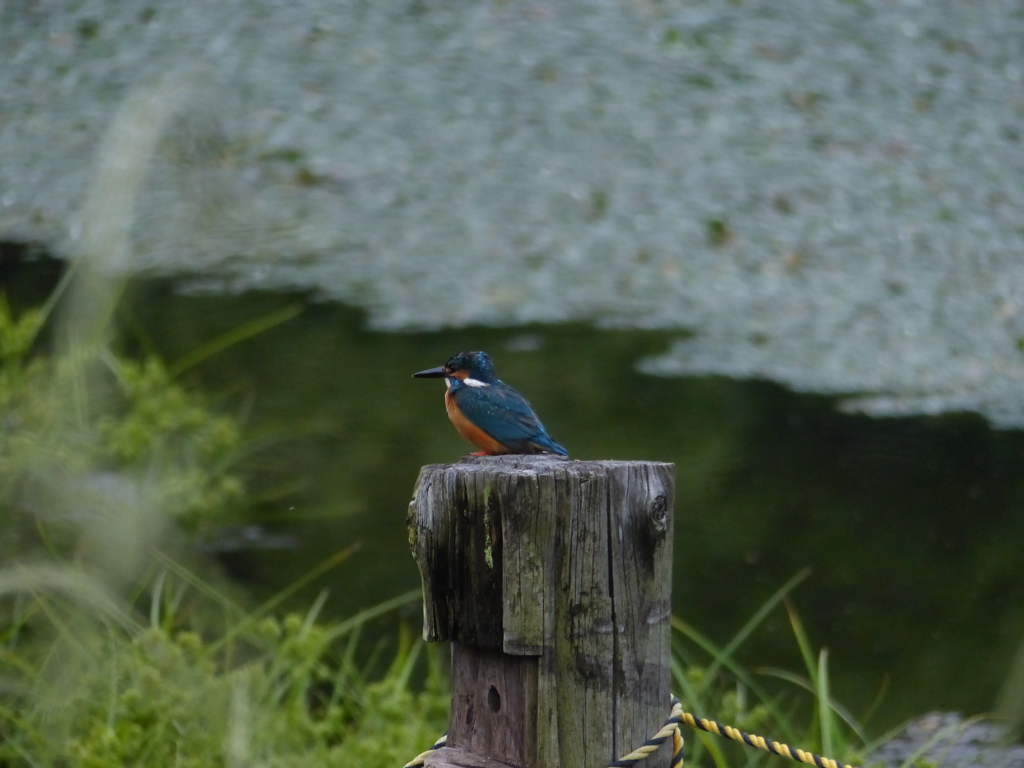 今日のまるちゃん