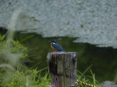 今日のまるちゃん