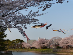 あおちゃん池です
