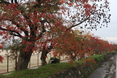 江戸時代からの