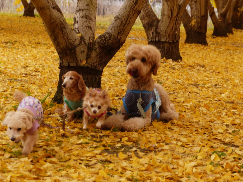 華ちゃんどこ行くの